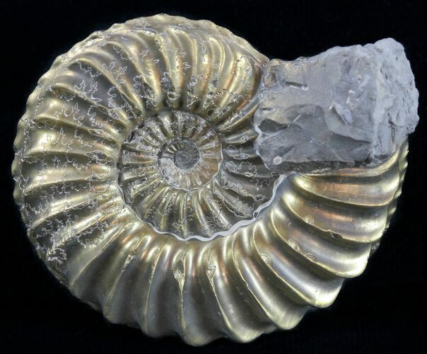 Pyritized Pleuroceras Ammonite - Germany #60271